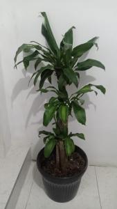 Habitación de Lujo para grupo familiar