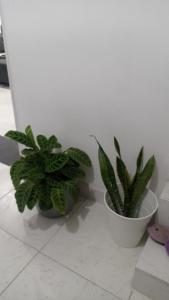 Habitación de Lujo para Pareja