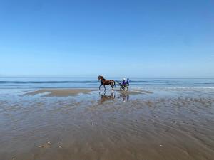 Villas Le Petit Shamrock - villa sur la plage : photos des chambres
