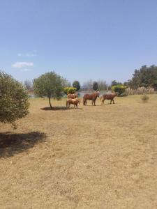 The Gaia House Magaliesburg