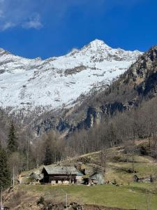 Nest in Alagna