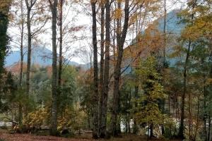 cabaña en la naturaleza