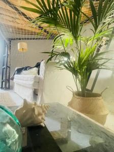 Casa Caracol - Finca Oaxaca