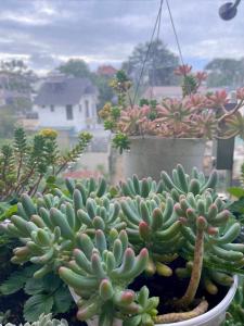 Selena Dalat Homestay