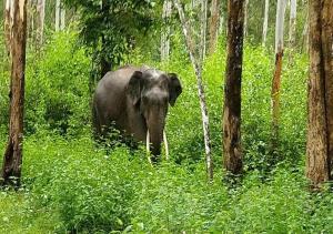 Kuruva Castle Cottages - Experience Nature & Wildlife