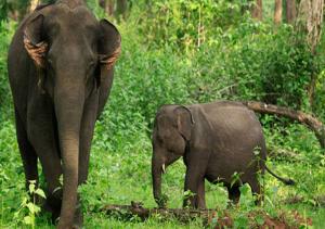 Kuruva Castle Cottages - Experience Nature & Wildlife