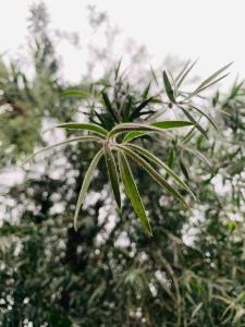 Himmat Guri Farmstead - Great place to chill with family