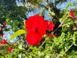 Himmat Guri Farmstead - Great place to chill with family