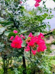 Himmat Guri Farmstead - Great place to chill with family