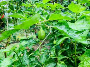 Himmat Guri Farmstead - Great place to chill with family