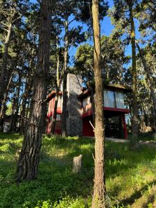 Ohanamarazul en el Bosque