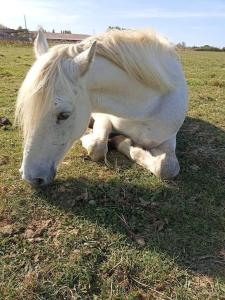 Domaine des Bévy, calme, verdure et chevaux