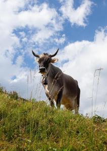 Appartements L'Oasis 4 etoiles - Triangle d'Or, a 100m du Lac, Parking gratuit : photos des chambres