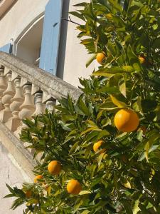 Maisons d'hotes Chateau de la Sybille, vue imprenable sur le Canigou et les Orgues d'Ille sur Tet : photos des chambres
