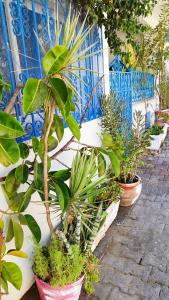 Cosy Appartement in "Sidi Bou Said"