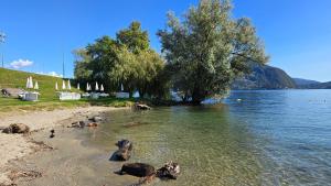 Charlotte EMOZIONI VISTA Lago, Centro e giri in Battello