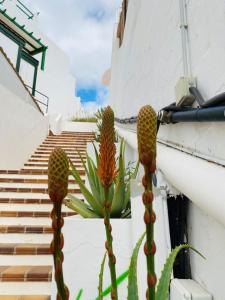 Tenerife 365 Atalaya Court I Sunset Ocean View