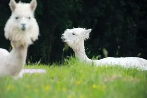 Lamb Shepherd Hut with Hot Tub - Warren