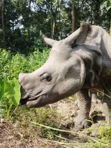 Kings jungle safari & Culture home stay - Chilha