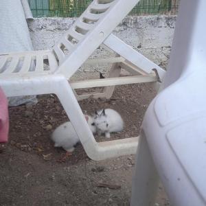 Το Μικρό Σπίτι στη Φάρμα!