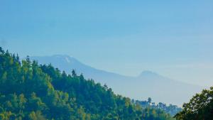 Makini Swing Adventure