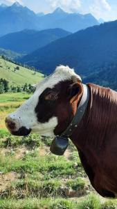 B&B / Chambres d'hotes Au Refuge de Blanche : photos des chambres