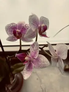 Ben-Urban-Apartments, Zentral, Parken, Hospital, WLAN, ruhig, - Willich