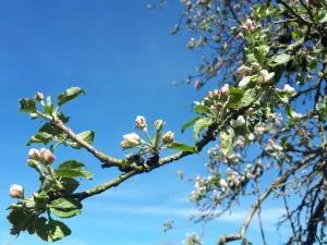 Gîte à la ferme, avec animaux, fromages et nature - Aurouer