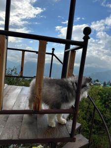 Stargaze with Rio, Glass-Lodge in Thachi Valley