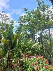 Toucan Roost