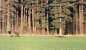 Awesome Home In Motala With Wifi And 0 Bedrooms