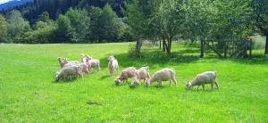 Au mohair des Alpy - 蒙塞居尔