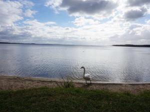 Maisons de vacances Villa Mimosa Comfortable holiday residence : photos des chambres