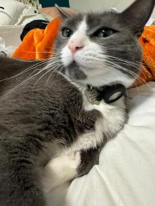 Cat Room by Delicate Stays LIVING ROOM CONVERSION SHARED SPACE ROOM ONLY CAT FRIENDLY ONLY 25 min to time square