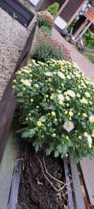 B&B De Blauwe Melkbus