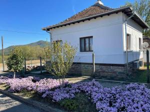 Miracle Houses Къщи за гости Чудеса