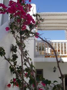 Despina's Mare Paros Greece