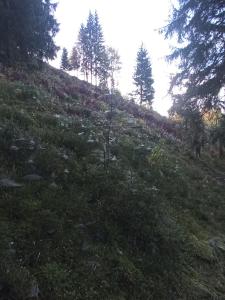 На Березові