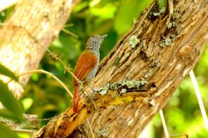 Refugio de naturaleza