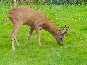 Mooroase Bauerngarten - Ovelgönne - Nordsee - Weser - Jade