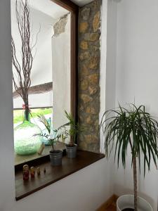 El llagar - Sagasta Rural Oviedo