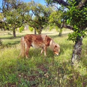 Agricampeggio Tenuta Ferrario