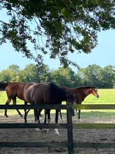 Appartements La Longere du Haras : photos des chambres