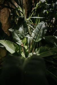 DESIGN CASA SANDALO with private pool and lounge