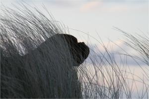 Bungalow RUHE UND STURM direkt am STRAND mit KAMIN nur für ERWACHSENE