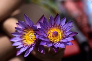 The Cinnamon Cottage