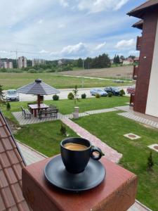 Little lion Zlatibor