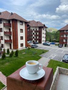 Little lion Zlatibor