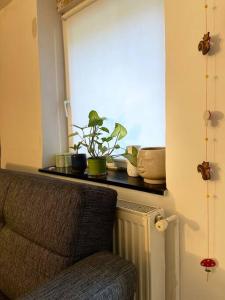 Pallet bed with lights small studio