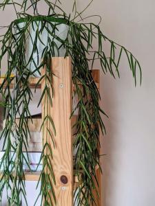 Cozy Victorian Cottage near town-pretty and modernised